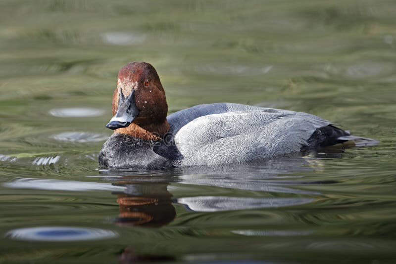 A Common Pochard ( Aythya ferina) stock photos