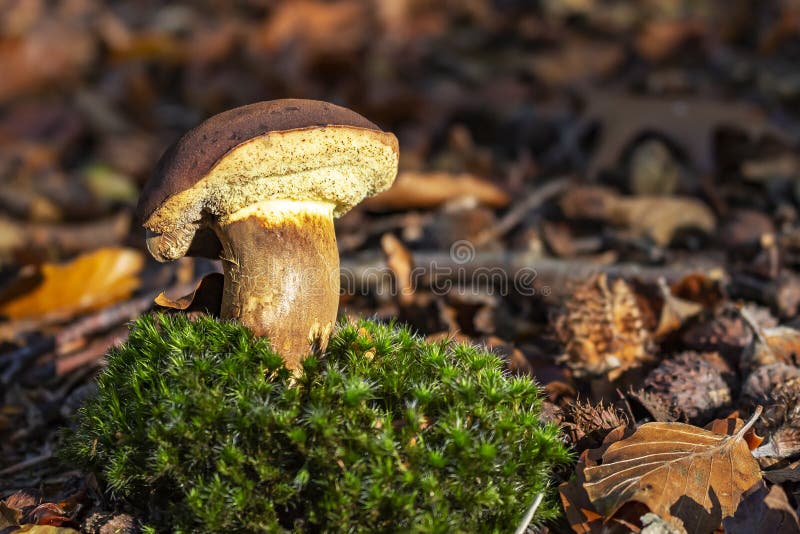 Common porcini mushrooms Boletus edulis on moss, Zoetermeer, the netherlands