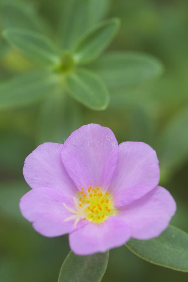 Common purslane flower stock photo. Image of outdoors 109636896
