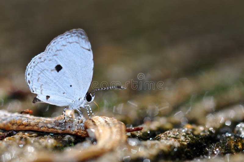 Common quaker butterfly of thailand background