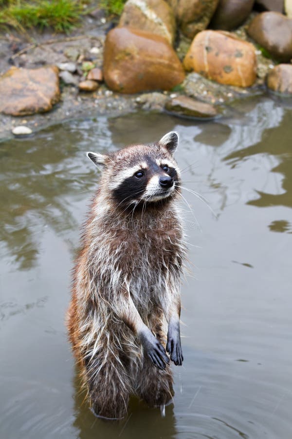 Common raccoon or Procyon lotor royalty free stock photos Common raccoon or Procyon lotor royalty free stock photos