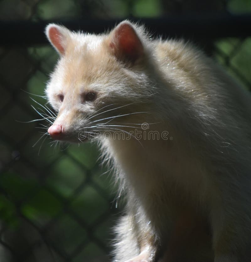 Common Raccoon with Unusual White Fur stock photo Common Raccoon with Unusual White Fur stock photo