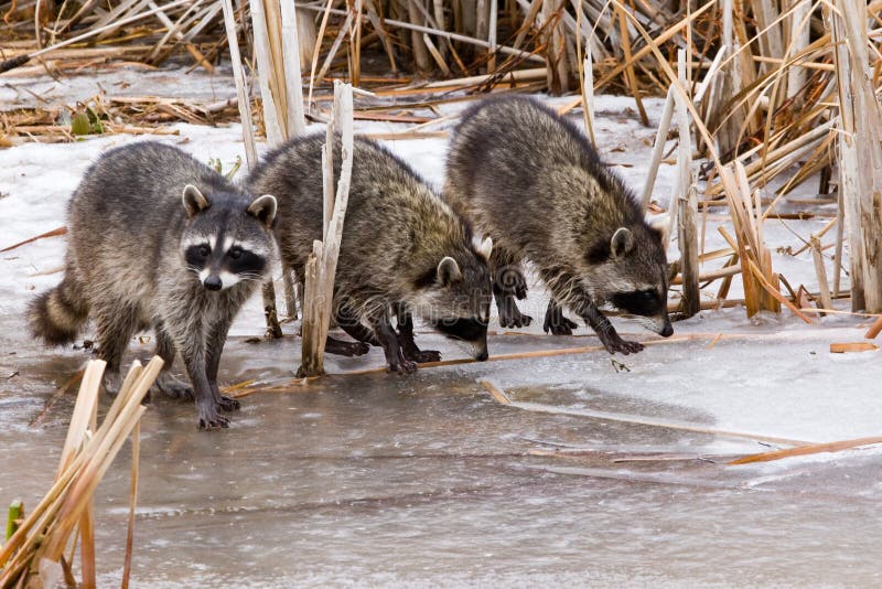 Common Raccoons