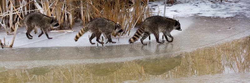 Common Raccoons