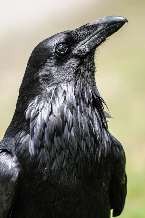 Raven stock photo. Image of feathers, corvus, park, animal - 2667324