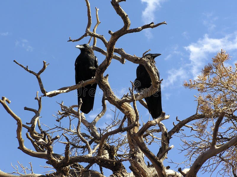 Two Common Ravens (Corvus corax) perched on a dry tree