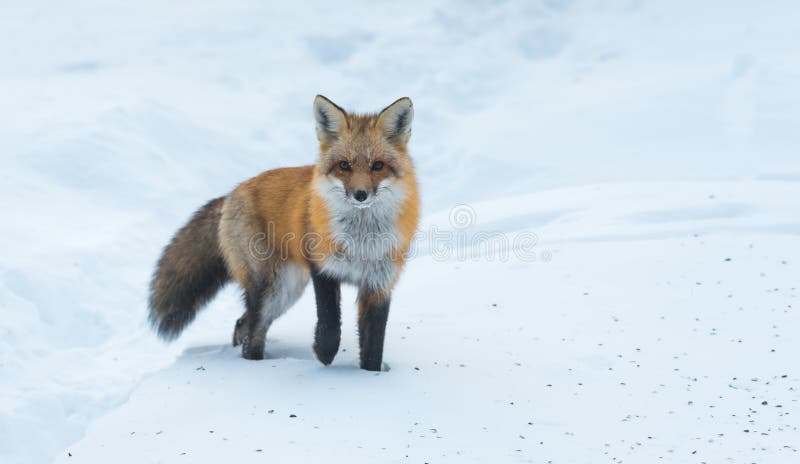 Common Red fox Vulpes vulpes looks for food on winter`s day. Elusive shy animal comes out of the woods.