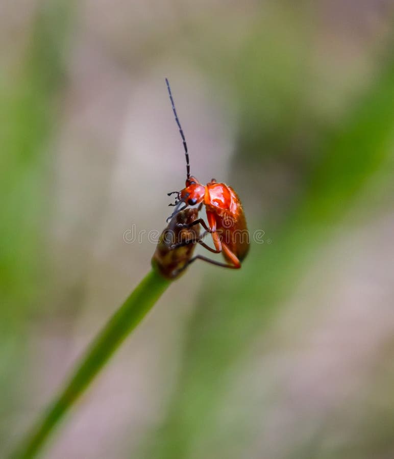 Common Red Soldier Beetle on a Grass Stock Image Image of soldier
