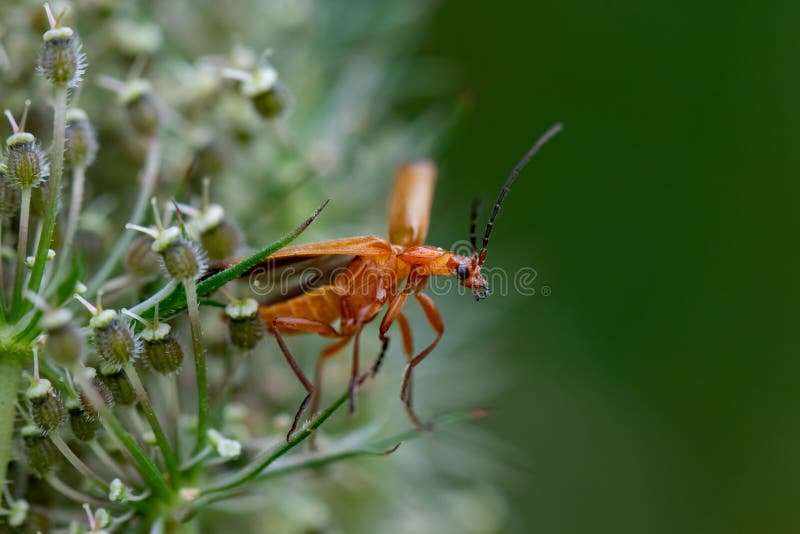 Common Red Soldier Beetle Ready for Take Off Stock Photo Image of