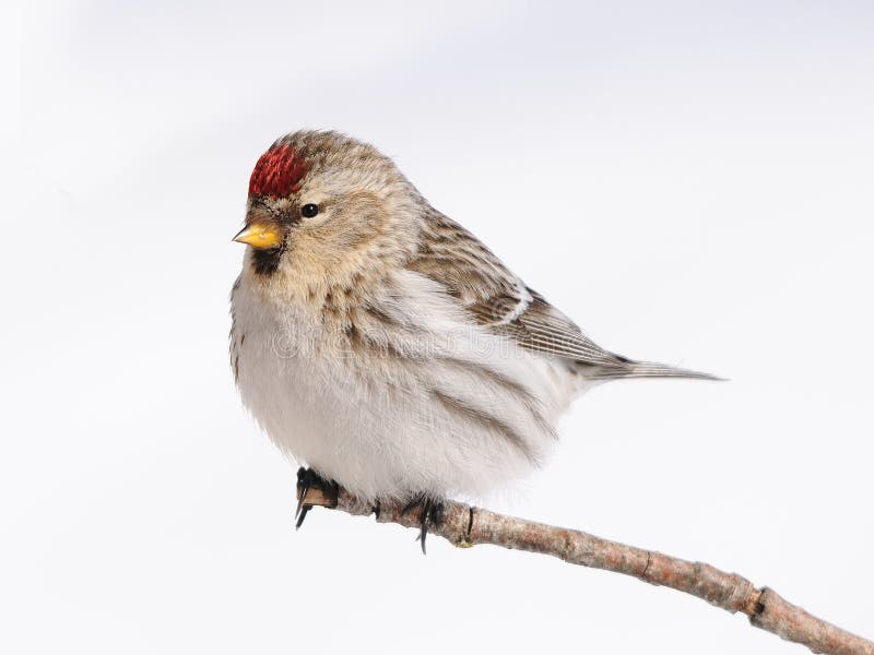 Male Common Redpoll stock image. Image of perching, male 10576369