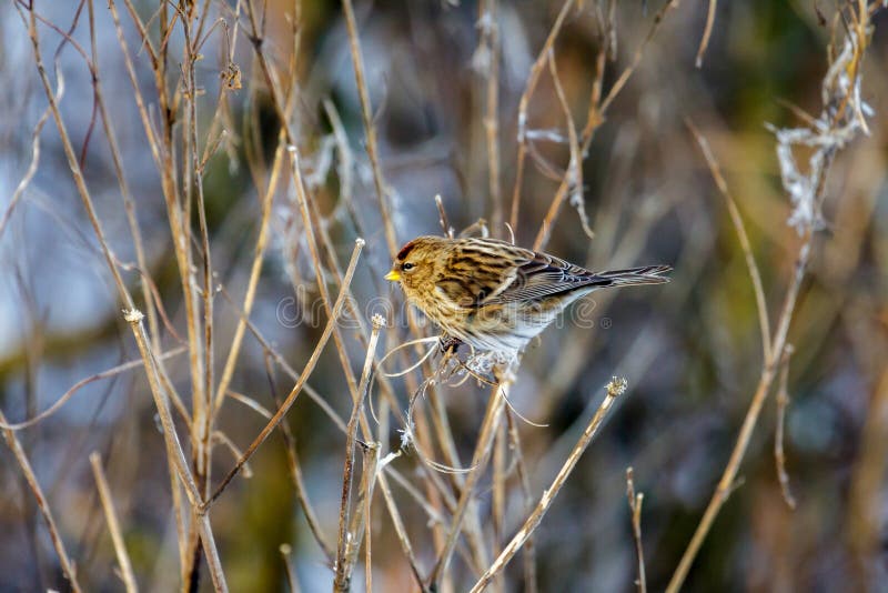 Common Redpoll Carduelis flammea royalty free stock photography Common Redpoll Carduelis flammea royalty free stock photography