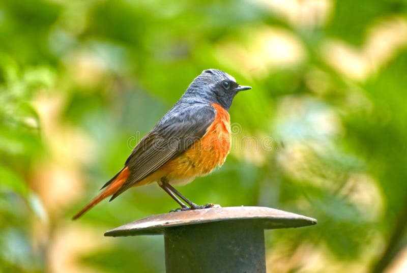 Common Redstart