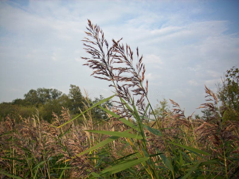 Common reed bed stock photo. Image of common, reedbed 96400408