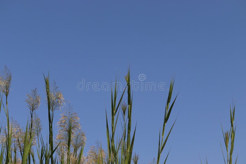 Common Reed Grass with Blue Sky Background Stock Image Image of