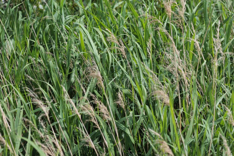 Phragmites Australis, Also Called Common Reed or Reed Stock Photo ...