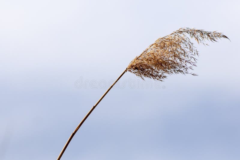 Common reed Phragmites australis