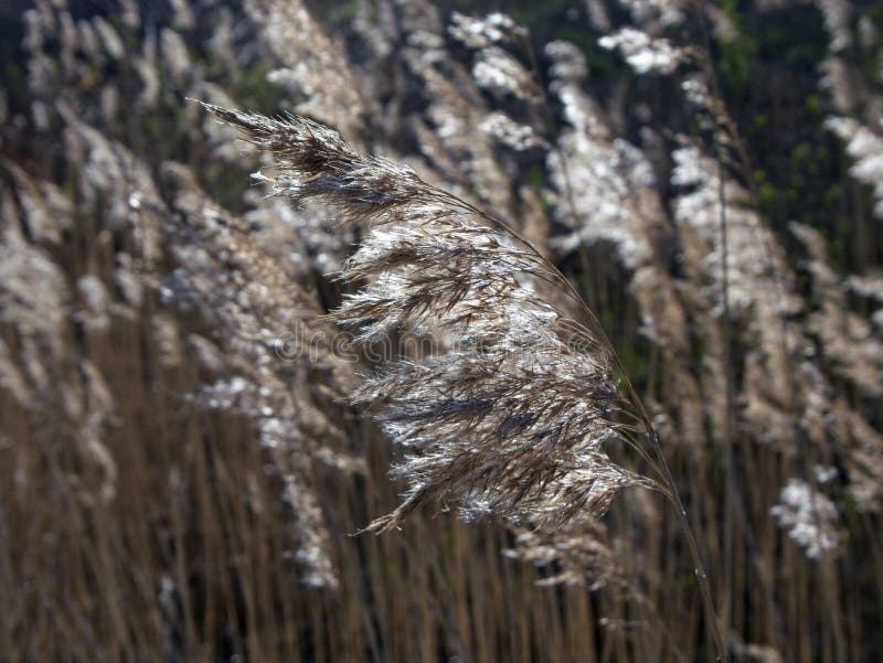 641 Reed Seed Head Stock Photos Free & RoyaltyFree Stock Photos from