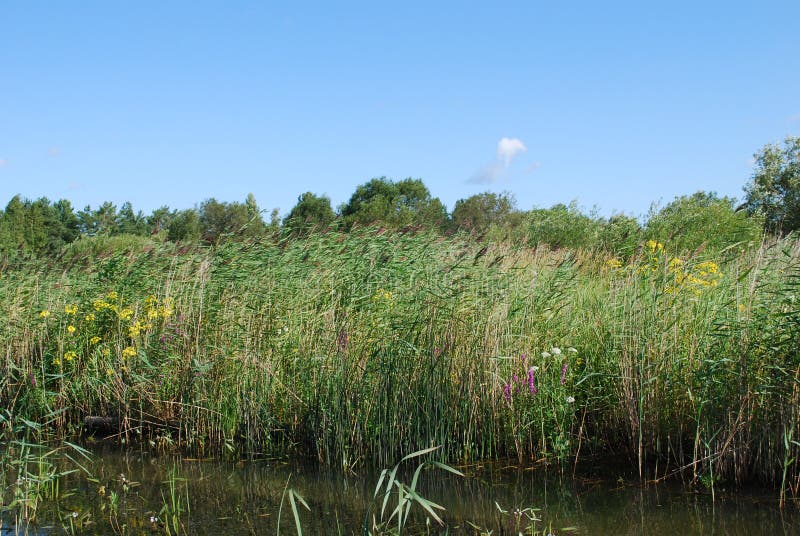 Common reed seed heads stock image. Image of heads, vegetation 63414527