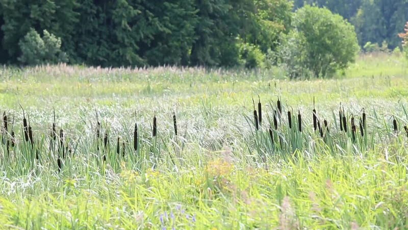 Common reed swaying in the wind in summer stock video