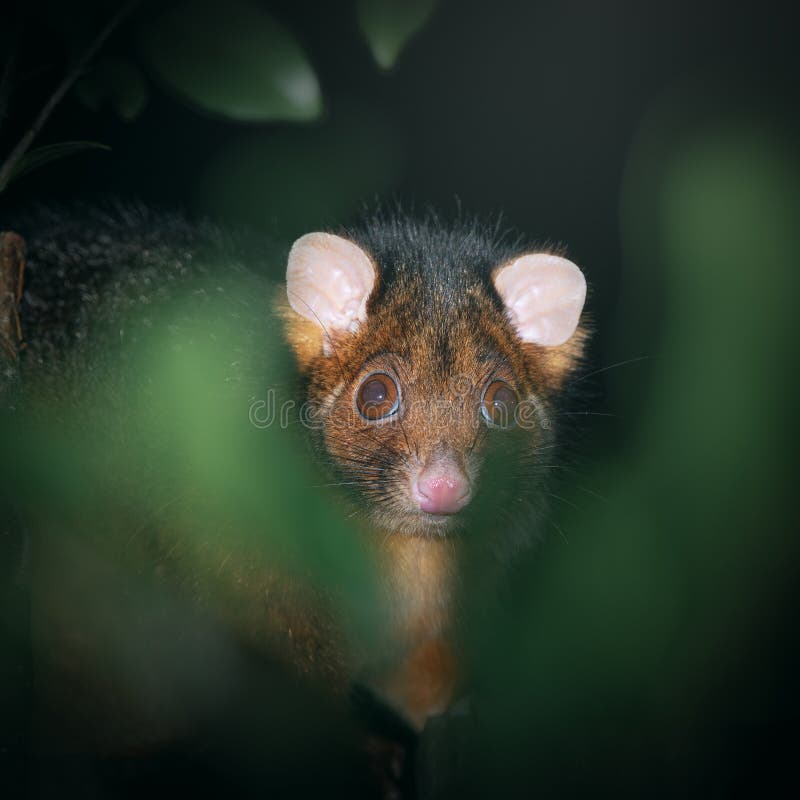 Common Ring-tailed Possum looking for food at night. Ringtail possum stock images, royalty-free photos and pictures