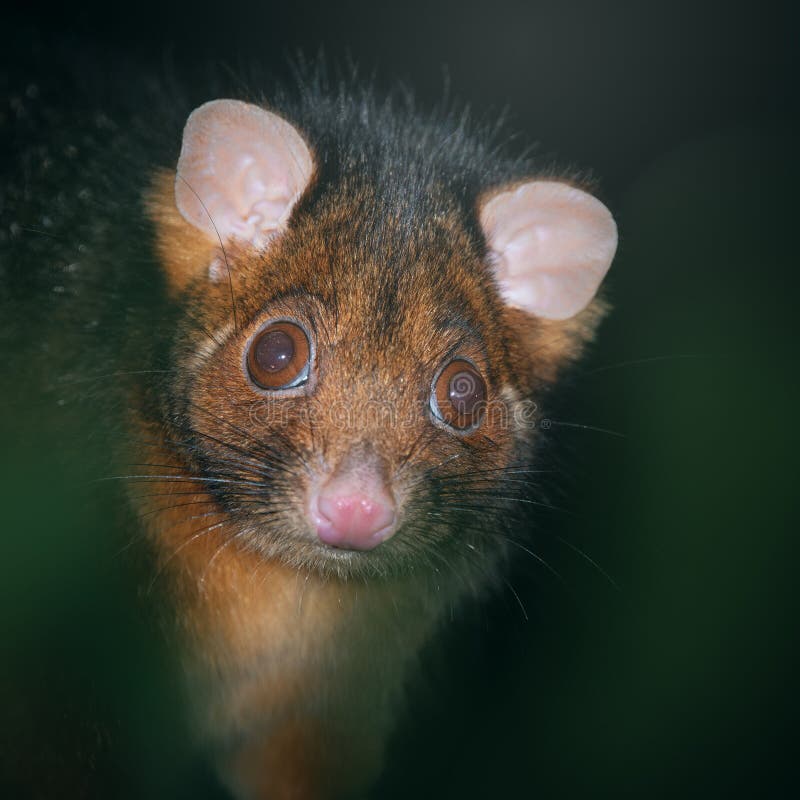 Common Ring-tailed Possum looking for food at night. Ringtail possum stock images, royalty-free photos and pictures