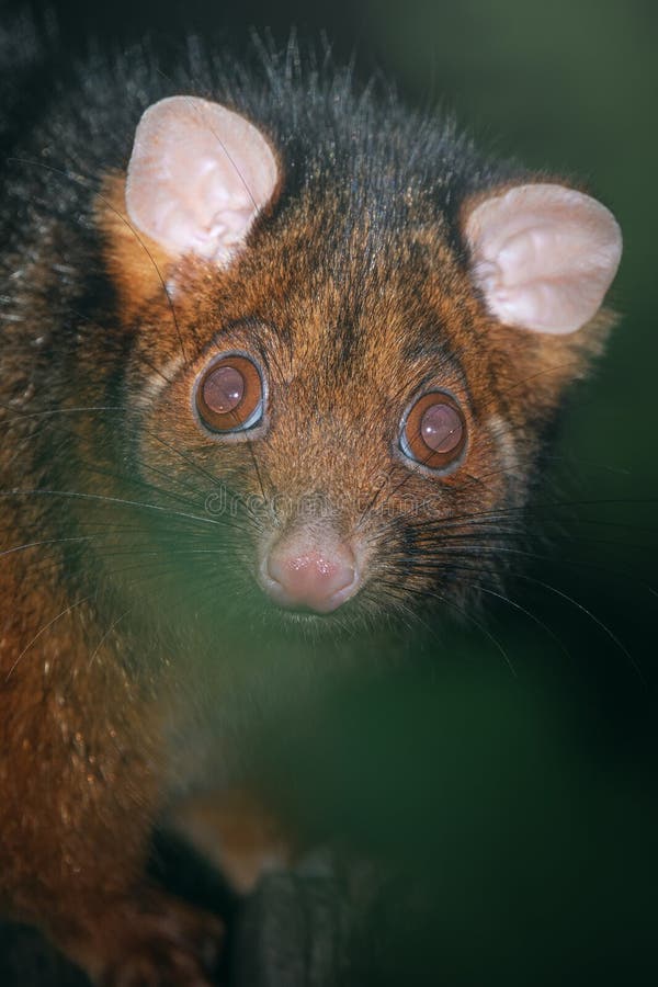 Common Ring-tailed Possum. Looking for food at night. Ringtail possum stock images, royalty-free photos and pictures