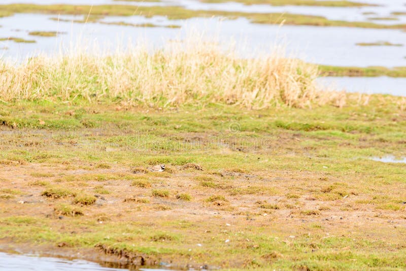 Common ringed plover (Charadrius hiaticula) royalty free stock image