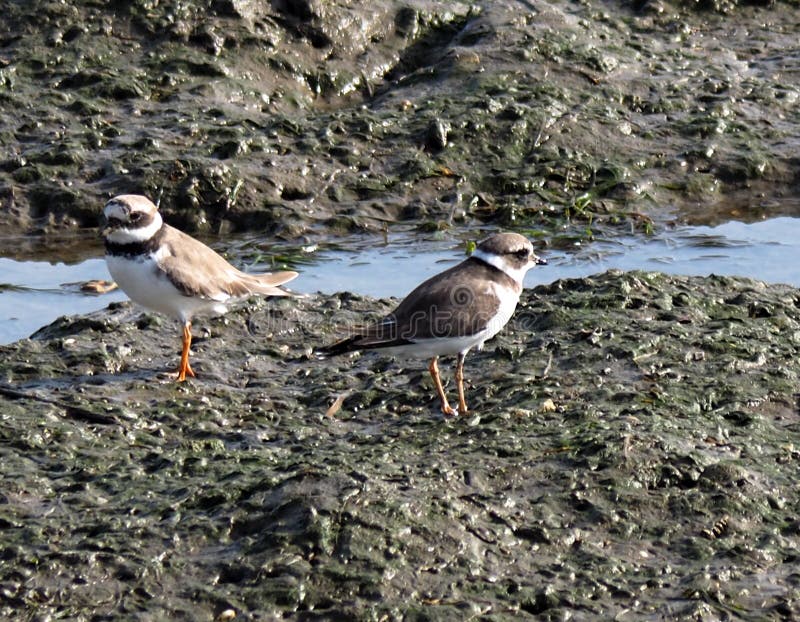 Common Ringed Plover Or Charadrius Hiaticula royalty free stock photography