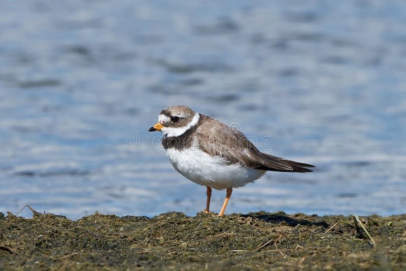 Common ringed plover (Charadrius hiaticula) royalty free stock image
