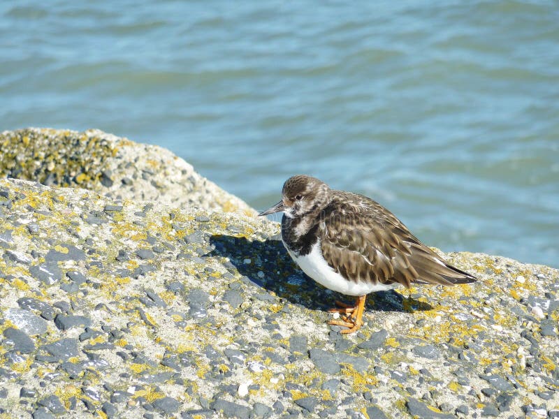 Common ringed plover on a dam royalty free stock images