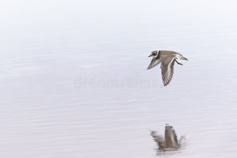 A common ringed plover in flight during fall migration on the beach. stock image