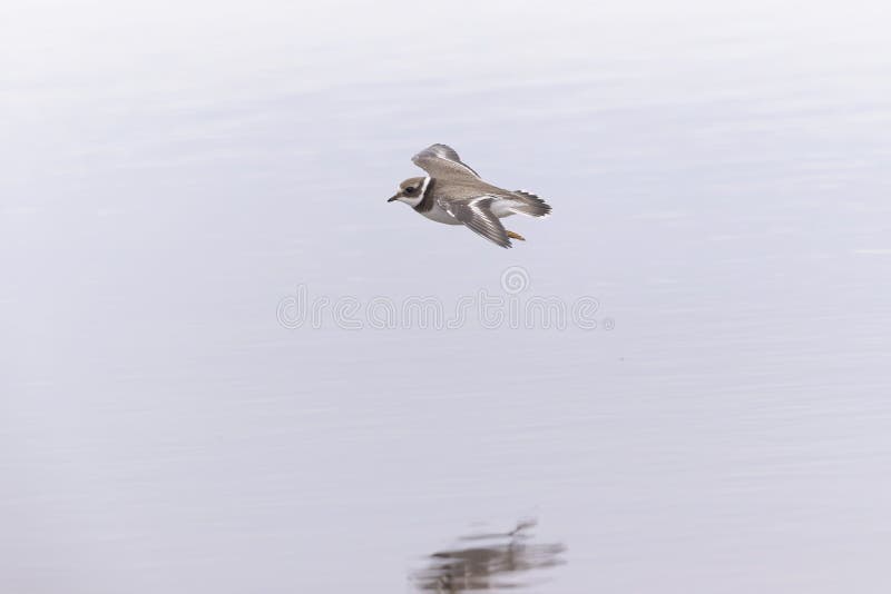 A common ringed plover in flight during fall migration on the beach. royalty free stock image