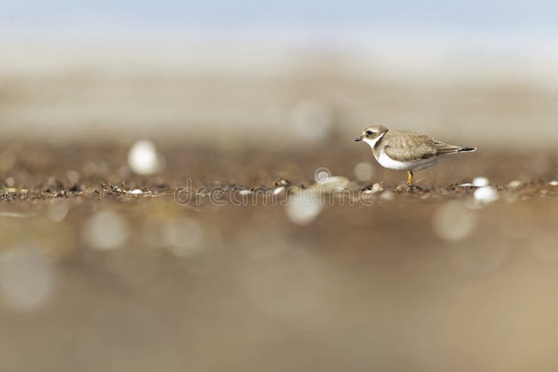 A common ringed plover foraging during fall migration on the beach. stock image