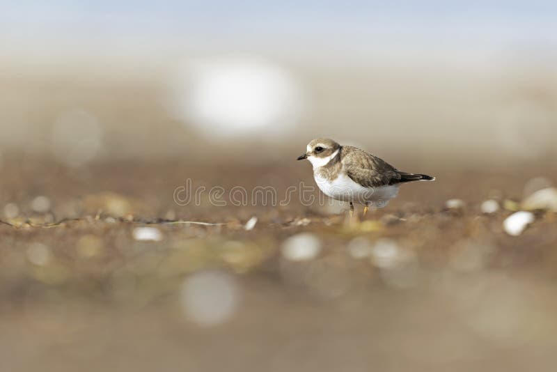 A common ringed plover foraging during fall migration on the beach. A small shorebird feeding on its stop in Germany during the fall migration of 2022.