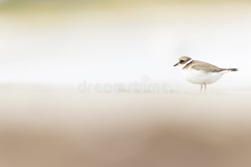 A common ringed plover foraging during fall migration on the beach. stock photo