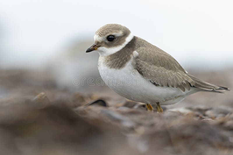 A common ringed plover foraging during fall migration on the beach. royalty free stock images