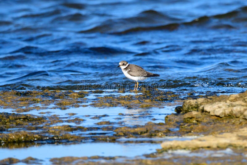 Common ringed plover or ringed plover royalty free stock image
