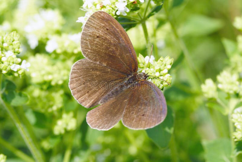 Common ringlet butterfly (Aphantopus hyperantus)