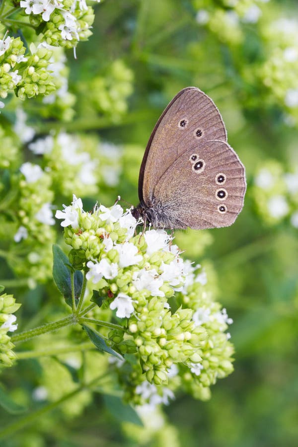 Common ringlet butterfly (Aphantopus hyperantus)