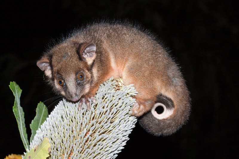 Common Ringtail Possum on Banksia flower. Ringtail possum stock images, royalty-free photos and pictures