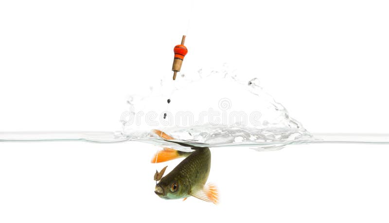 Common roach under water caught on a hook royalty free stock image Common roach under water caught on a hook royalty free stock image