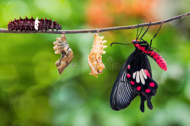 Common Rose Pachliopta aristolochiae butterfly life cycle from caterpillar to pupa and its adult form