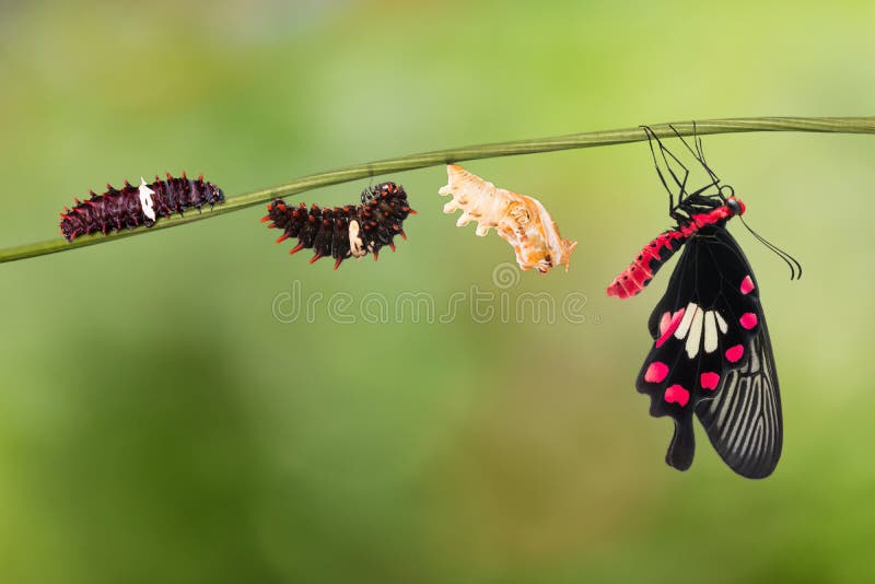 Common Rose Pachliopta aristolochiae butterfly life cycle from caterpillar to pupa and its adult form, isolated on nature background with clipping path