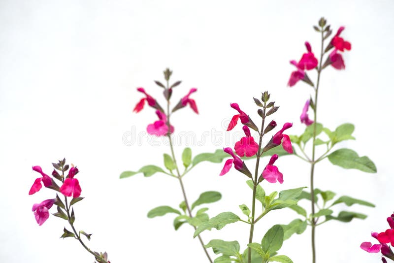 Common sage flowers stock photo. Image of bright, beautiful 123793834