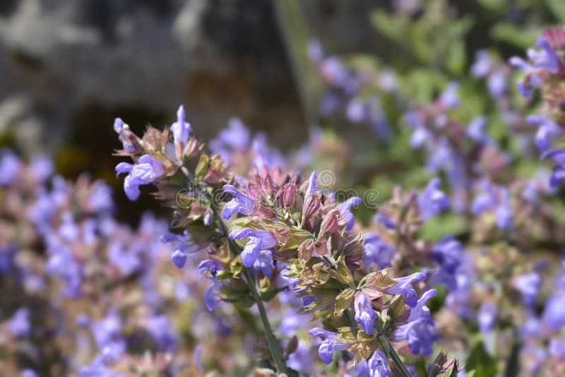 Common sage stock photo. Image of nature, garden, botany 211752982