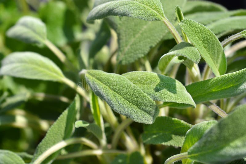 Common sage stock image. Image of foliage, sage, leaf 234251295