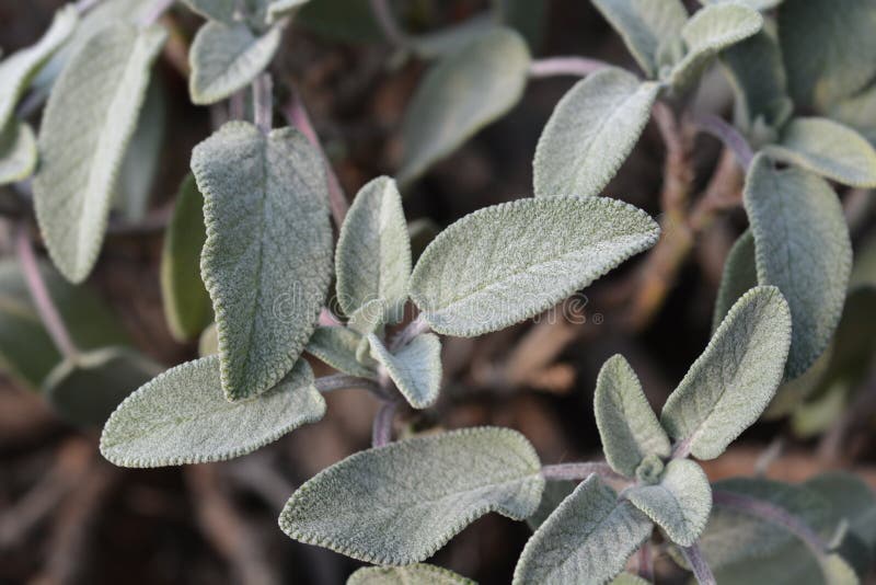 Common sage stock photo. Image of leaf, officinalis 165198764