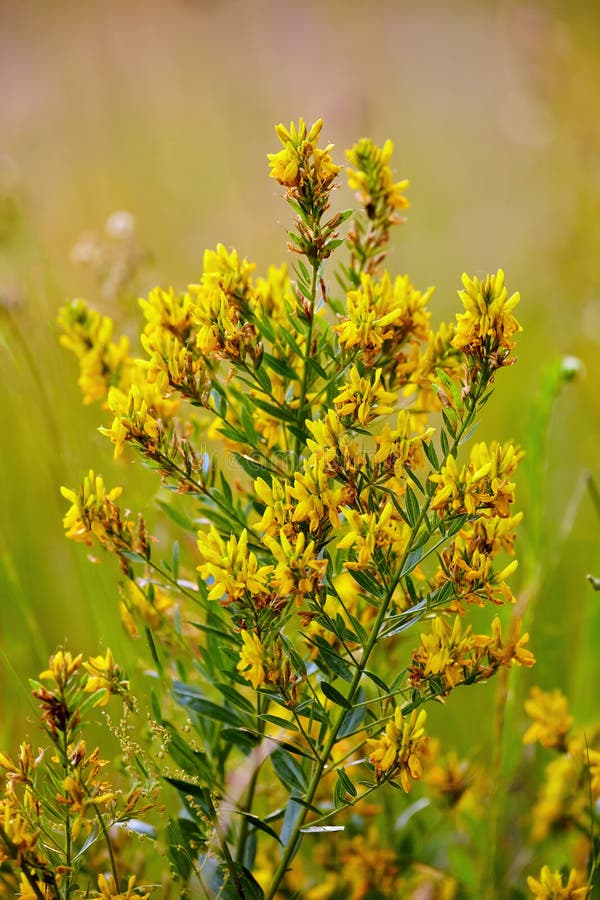 Common Saint John S Wort Hypericum Perforatum Stock Photo Image of outside, conservation