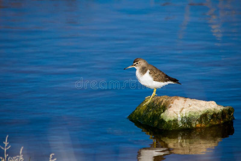 A common sandpiper bird, long beak brown and white, resting on a rock in brackish water in Malta