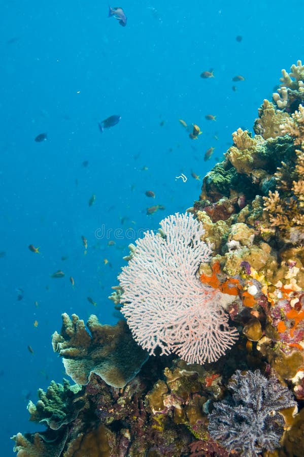 Common sea fan and coral